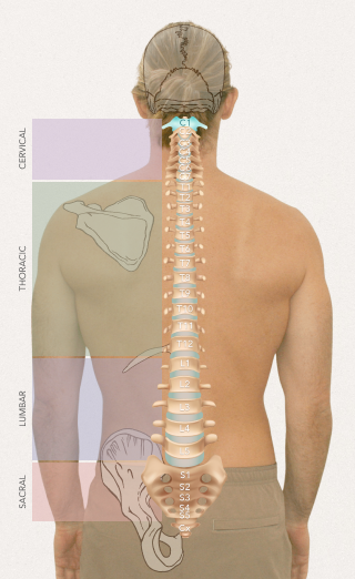 Illustration of the nervous system and spine