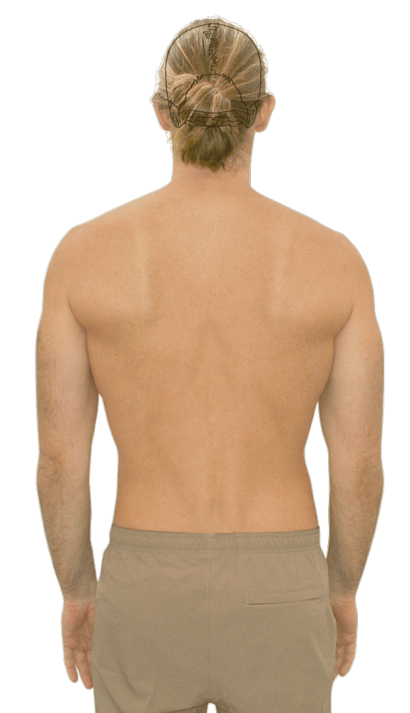 Body and the five spinal regions