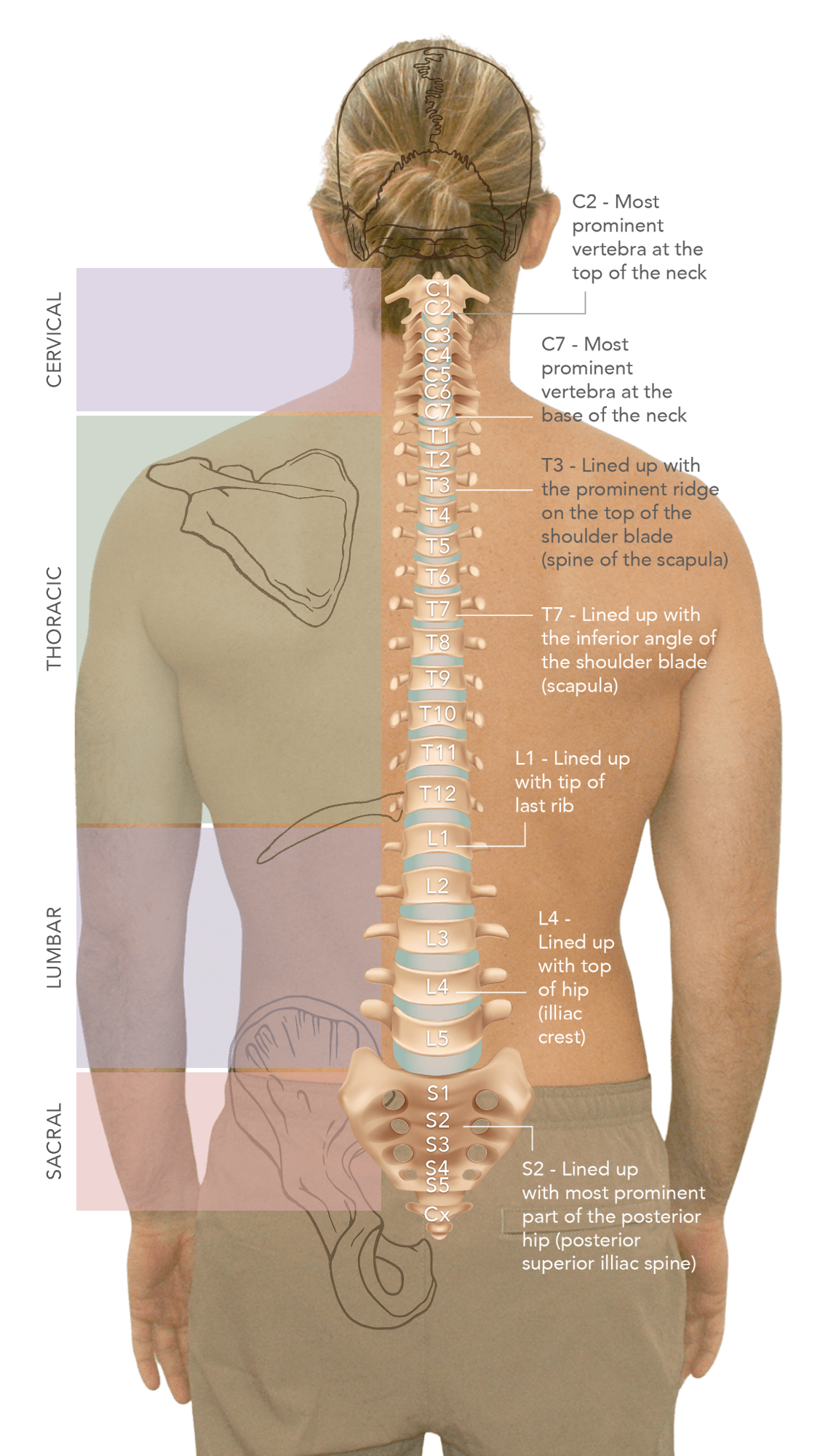 Spine diagram with selectable vertebra labels